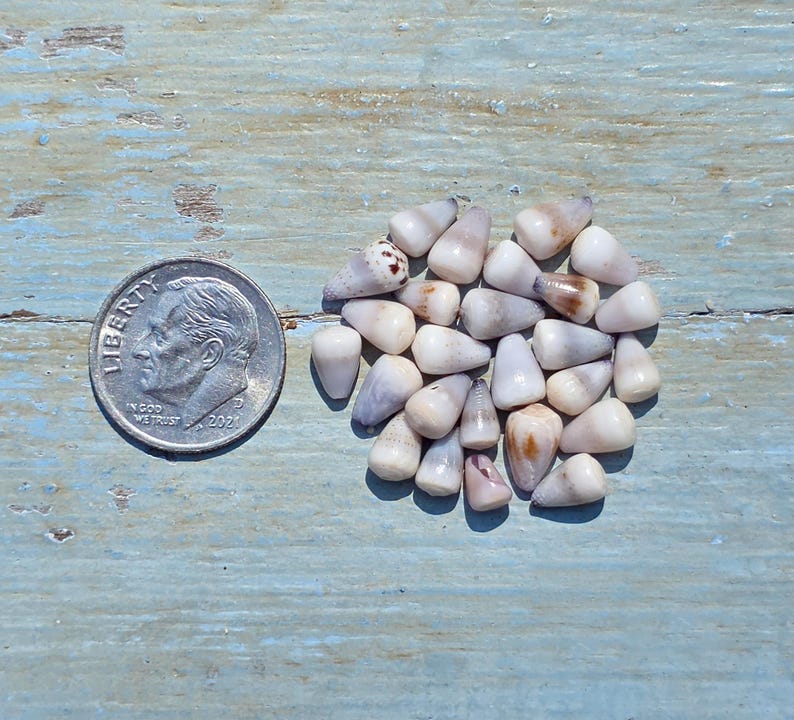 Small & Dwarf Hawaiian and Japanese Cone Shell Sets | AH Sets - Etsy