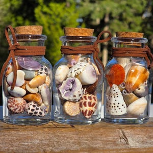 May include: Three clear glass jars filled with various seashells. Each jar has a cork stopper and is tied with a brown leather cord. The seashells are in shades of white, tan, orange, and purple.