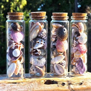 May include: Four clear glass bottles filled with a variety of seashells, each topped with a cork stopper. The shells are in shades of pink, white, brown, and beige. The bottles are arranged on a wooden surface, with a blurred green background.
