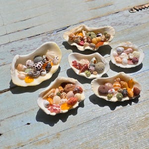 May include: Six open oyster shells filled with a variety of small, colorful sea shells, sea urchin tests, and smooth pebbles. The collection includes items in shades of white, tan, brown, orange, pink, and green, arranged in individual shells.