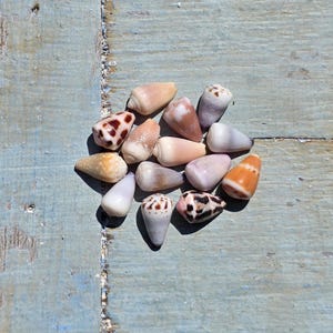 Puede incluir: Una colección de catorce conchas cónicas en varios tonos de blanco, bronceado, marrón y morado. Las conchas exhiben diversos patrones, incluyendo colores sólidos, puntos moteados y parches de color marrón oscuro, agrupadas en un conjunto.