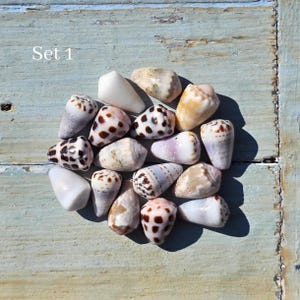 May include: A collection of seashells in various shapes, sizes, and colors, including white, tan, and speckled brown. The shells are arranged on a weathered, light blue wooden surface. The text "Set 1" is visible in the upper left corner.