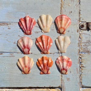 May include: A collection of nine fan-shaped scallop shells arranged in a three-by-three grid. The shells feature varying shades of cream, soft pink, and deep reddish-orange, each displaying distinct vertical ridges and a smooth, curved edge.