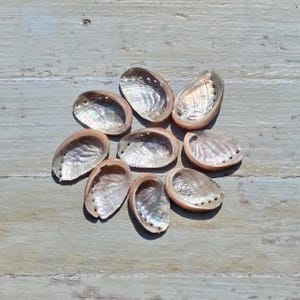 May include: A collection of eight oval abalone shells arranged in a circular pattern. Each shell features a smooth, iridescent interior surface with swirling shades of pearlescent white, soft pink, light green, and blue, along with a row of small holes.