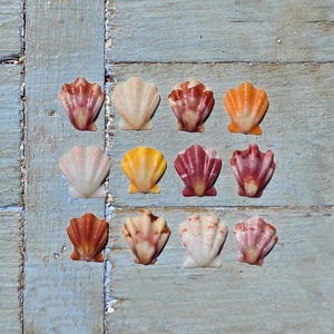 May include: A collection of twelve small fan-shaped scallop shells arranged in a grid. The shells feature a variety of natural colors including shades of white, cream, yellow, orange, and deep reddish-brown, each with distinct radial ridges.
