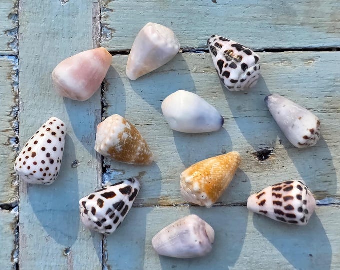 Small Cone Shell Small Hawaiian & Japanese Hebrew Flea Cone Shells – Pacific Ocean 1 S ...