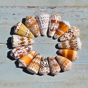 Può includere: Una composizione circolare di varie conchiglie a forma di cono su una superficie di legno blu chiaro invecchiato. Le conchiglie presentano una gamma di colori, tra cui bianco, marrone, arancione e giallo, con motivi e texture unici. Le conchiglie variano in dimensioni.