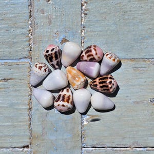 Peut inclure: Une collection de treize coquillages en forme de cône disposés en grappe. Les coquillages présentent une variété de motifs et de couleurs, notamment du blanc uni, du violet pâle, du brun tacheté et des marques sombres sur des surfaces lisses.