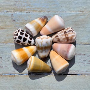 May include: A collection of eight cone shells arranged in a circular pattern. The shells display various natural patterns and colors, including dark brown geometric markings, smooth cream surfaces, orange bands, and speckled brown textures.