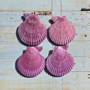 May include: Four natural scallop shells arranged in a two-by-two grid. Each shell features a distinct fan shape with prominent vertical ridges and a deep, vibrant magenta to purple color gradient, showcasing a textured, ribbed surface.