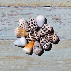 May include: A collection of ten cone shells arranged in a circular pattern. The shells feature various patterns including dark brown spots, stripes, and solid white or orange surfaces. Each shell has a distinct conical shape with a pointed apex.