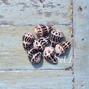 Peut inclure: Un ensemble de six coquillages coniques présentant une base blanche avec des motifs sombres, irréguliers et labyrinthiques en brun, ainsi que des pointes rosées. Le texte "Set 1" est imprimé en blanc dans le coin inférieur droit.