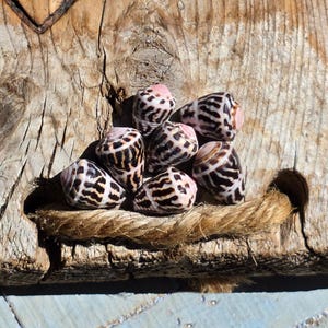 Peut inclure: Une collection de sept coquillages coniques présentant un motif distinct de rayures sombres, irrégulières et zébrées sur un fond crème et rose pâle. Les coquillages sont disposés en groupe, montrant leurs formes lisses, coniques et spiralées.