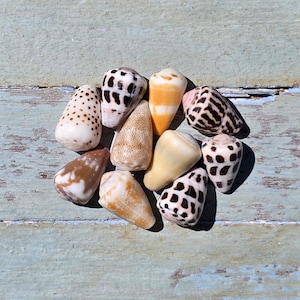 May include: A collection of ten cone shells featuring various patterns and colors, including white with brown spots, dark brown and white geometric markings, solid tan, and mottled orange, arranged in a cluster on a weathered light blue surface.