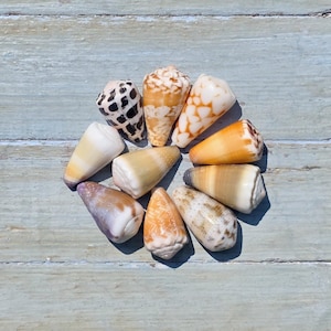 Peut inclure: Une collection de dix coquillages coniques disposés en cercle. Les coquillages présentent des motifs et des couleurs variés, notamment du blanc, crème, beige, orange et des taches ou marques géométriques brun foncé, chacun de forme conique.