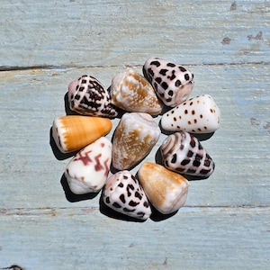 May include: A collection of ten cone shells arranged in a circular pattern. The shells feature various patterns including dark brown spots, mottled tan textures, and solid orange hues, each displaying a distinct conical shape and smooth surface texture.