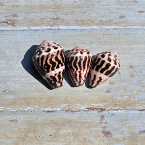 Peut inclure: Trois coquillages coniques disposés en rangée, chacun présentant une surface lisse et effilée avec un motif distinct de marques brun foncé, ondulées et tachetées sur un fond beige clair, montrant des variations naturelles de taille.