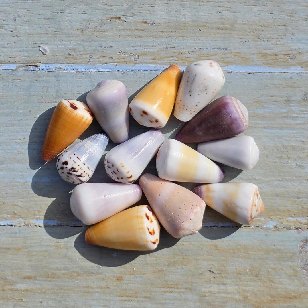 Small Cone Shell Small Hawaiian and Japanese Hebrew Cone Shells – Pacific Ocean S/26 - Etsy