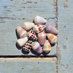Puede incluir: Una colección de doce conchas cónicas dispuestas en un grupo. Las conchas muestran una variedad de patrones y colores, incluyendo blanco sólido, morado claro, bronceado y manchas geométricas de color marrón oscuro sobre superficies lisas.