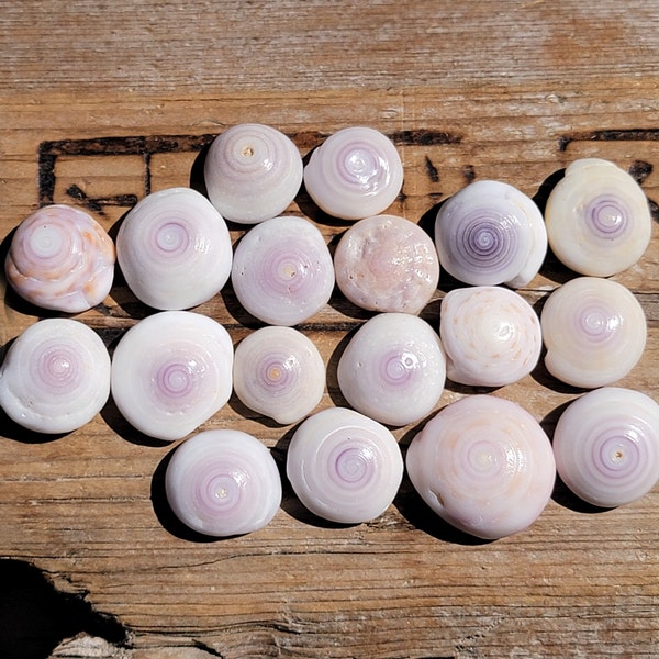 Hawaiian Puka Shells | Pink and Purple Tones | S/10