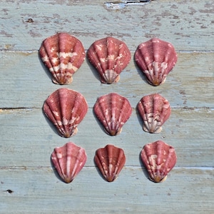 May include: Nine scallop shells arranged in a three-by-three grid. Each shell features a fan-shaped design with deep reddish-pink hues and irregular white mottled patterns. The shells exhibit distinct vertical ridges radiating from the base.