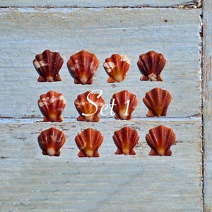 Puede incluir: Una colección de doce conchas de abanico pequeñas dispuestas en tres filas de cuatro. Cada concha presenta un color marrón rojizo intenso con acentos blancos y crestas verticales distintivas. El texto Set 1 está centrado sobre las conchas.