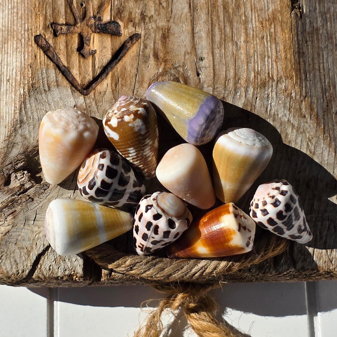 Hawaiian and Japanese Cone Hebrew Shells | Earrings, Necklace, Cuffs ...