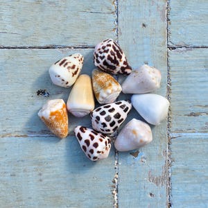 May include: A collection of ten cone shells featuring various patterns and colours, including white, tan, orange, and dark brown spotted or mottled designs. The shells are arranged in a cluster, displaying smooth, conical shapes with pointed ends.