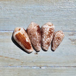 May include: Four cone shells arranged in a row, each featuring a distinct pattern of brown and white markings. The shells exhibit a conical shape with a smooth, polished surface, displaying intricate net-like textures and solid brown patches.