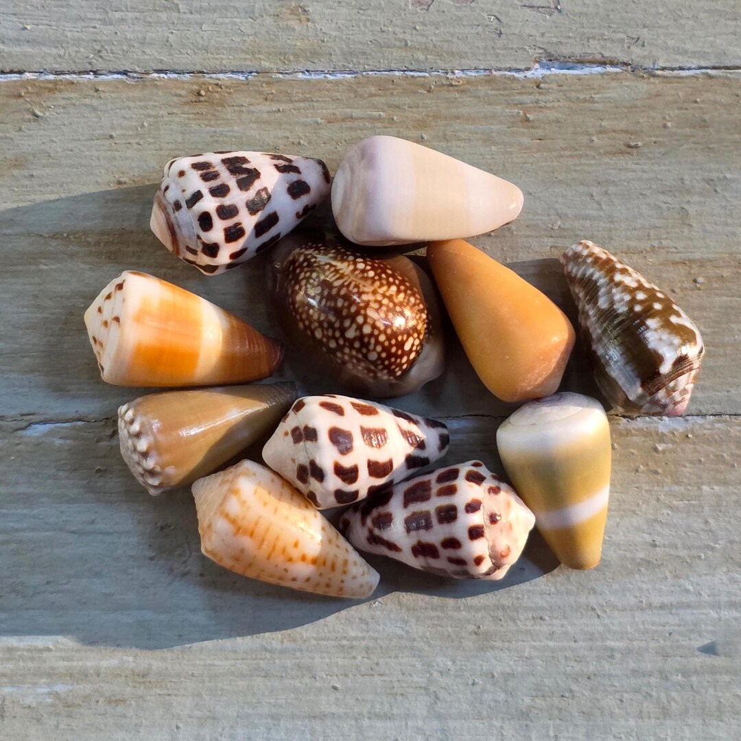 Hawaiian & Japanese Small/medium Hebrew Cone Cowrie Shells – Pacific ...