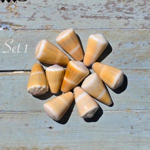 May include: A collection of ten cone-shaped seashells arranged in a circular pattern. Each shell features a smooth, polished surface with a gradient of cream, tan, and light brown colors, accented by a distinct white horizontal band. The text Set 1 is visible.
