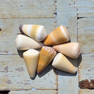 May include: A collection of six cone shells arranged in a circular pattern. The shells exhibit various shades of cream, beige, tan, and brown, with some featuring smooth surfaces and others displaying subtle textured patterns and dark brown tips.