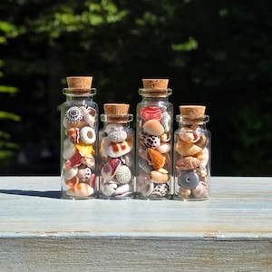 May include: Four clear glass bottles with cork stoppers, each filled with a variety of small, multi-colored seashells. The collection includes shells in shades of white, tan, brown, orange, and grey, featuring diverse textures and spiral shapes.