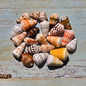 Puede incluir: Una colección de veintiuna conchas cónicas dispuestas en un grupo circular. Las conchas muestran una variedad de patrones que incluyen manchas marrones y negras, marcas geométricas naranjas y blancas, y tonos sólidos de amarillo, naranja y blanco.