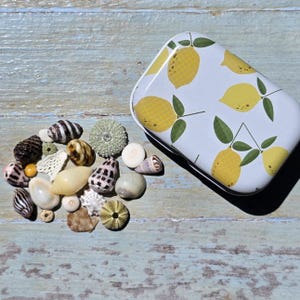 May include: A rectangular metal tin featuring a yellow lemon and green leaf pattern, accompanied by a collection of various small sea shells, including spiral, cone, and urchin shells in shades of white, brown, tan, and pale green.