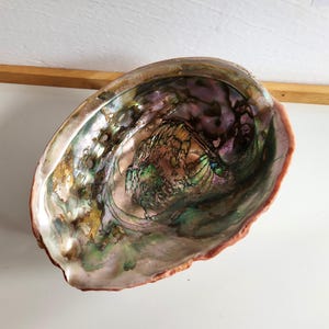 May include: Abalone shell with a shimmering interior. The shell shows a variety of colours, including green, purple, and gold. The outer edge of the shell is reddish-brown. The shell has a natural, organic form and is likely used for decorative purposes.