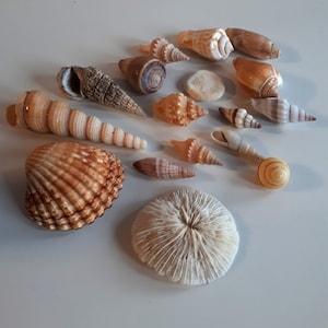 collection of shell specimen for decoration or craft
