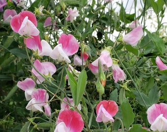 30 Sweet Pea - Painted Lady seeds