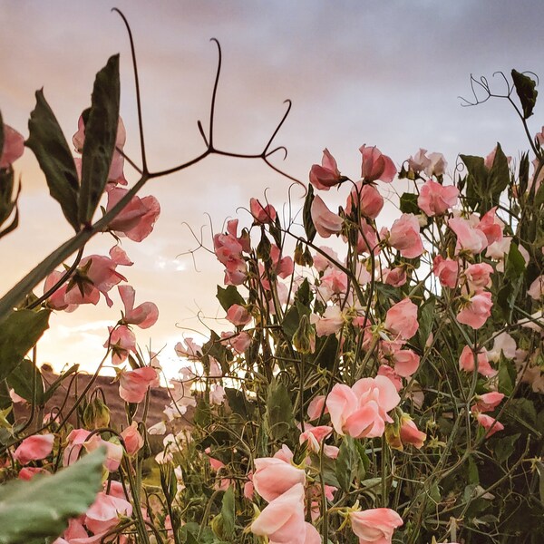 10 Apricot Queen Sweet Pea Seeds