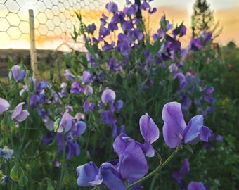 30 Lady Grisel Hamilton sweet pea seeds