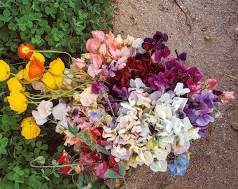 30 Fancy Florist Mix Sweet Pea Seeds - Over 25 varieties! King's Ransom, Piggy Sue, Heaven Scent, Blue Shift, Kiera Madeline Sweetpea Seeds