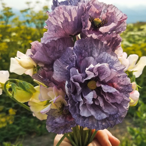 100+ Poppy Amazing Grey seeds