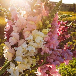 150+ Costa Silver and Appleblossom Pink Snapdragon Seeds