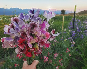 30 Flaked Sweet Pea Mix Seeds