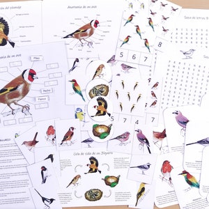 bird study