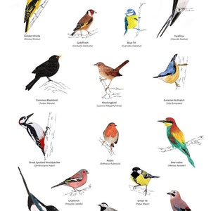 Puede incluir: Una ilustración de 14 especies diferentes de aves, cada una con su nombre científico listado debajo. Las aves están representadas en un estilo de acuarela y se colocan sobre un fondo blanco.