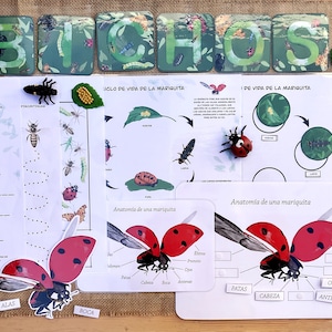 Puede incluir: Un conjunto de materiales educativos para aprender sobre las mariquitas. El conjunto incluye un diagrama del ciclo de vida, un diagrama de anatomía y un recorte de mariquita. Los materiales están impresos en papel blanco con texto negro e ilustraciones. Las palabras "BICHOS", "CICLO DE VIDA DE LA MARIQUITA" y "Anatomia de una mariquita" son visibles en las tarjetas.