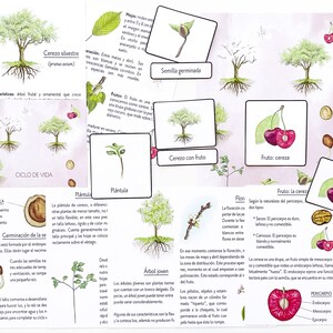 Project &quot;The Cherry&quot;. Two sparrows Spanish Mitrebol printing (no poster)