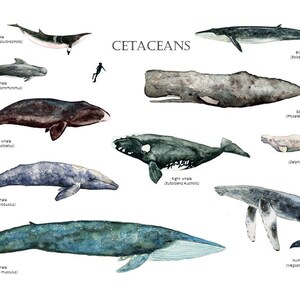 Cetaceans Unit Study