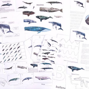 Cetaceans I, study unit.